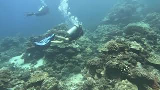 Gina Swimming Through The Coral
