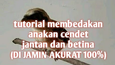 Cara membedakan anakan burung cendet jantan dan betina 100% berhasil