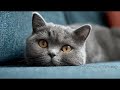 Playlist(cat purring) - Adorable Orange Cat Moments 🐾❤️