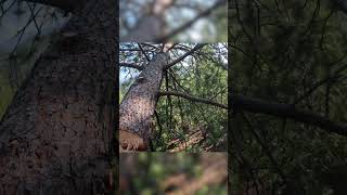 CUT the Tree in HALF 💪#treetopping #treecutting #tree #wood #work #wow #shorts #shortvideo