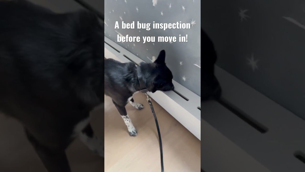A Bed Bug Dog Inspection Before You Move In, Can Help! 