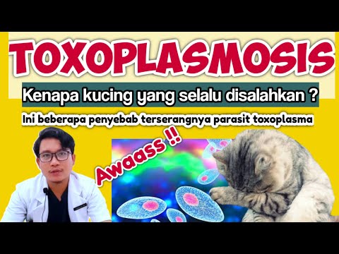 Video: Toxoplasmosis dalam Kucing