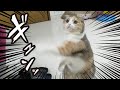 2020年・干支のネズミをしばく猫動画