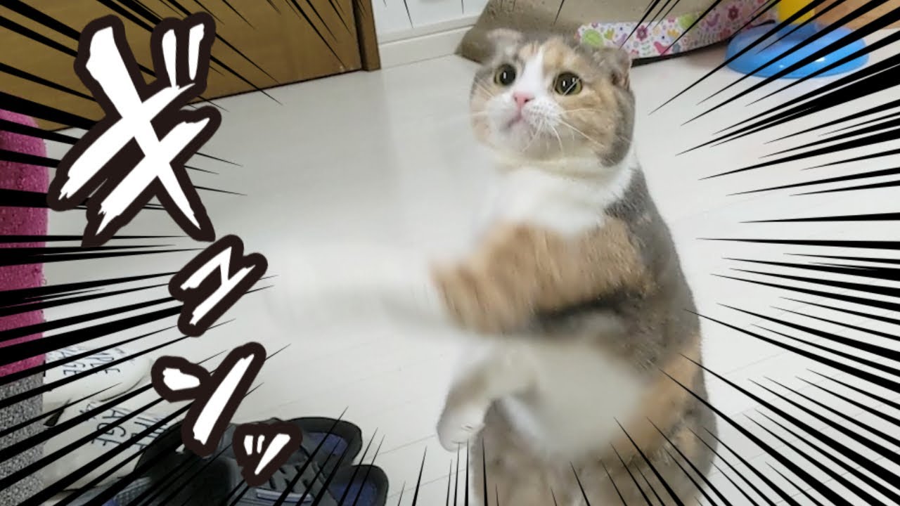 手編みのハンドメイド猫ベッドの上でくつろいで寝ちゃう猫がかわいい Youtube