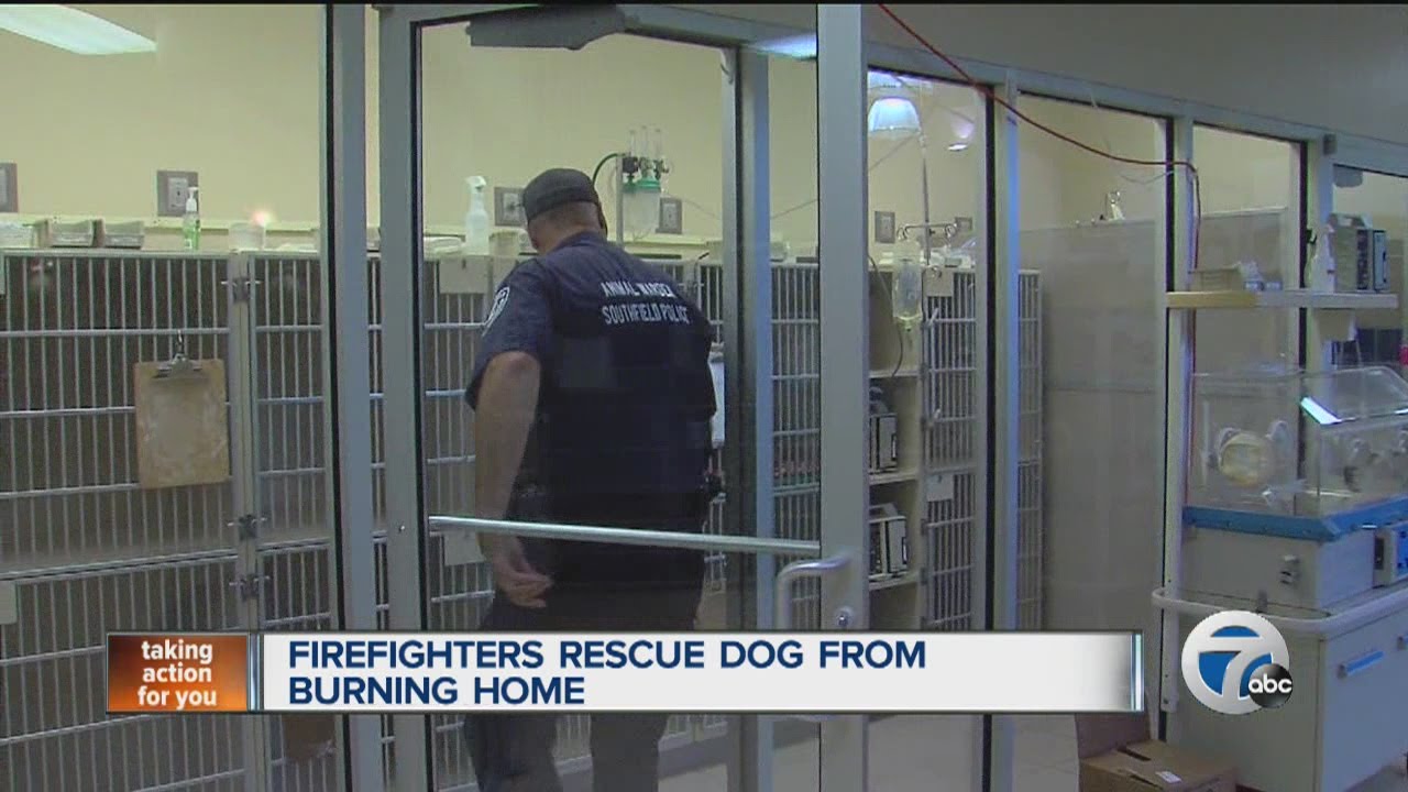 Firefighters rescue dog from burning home - YouTube