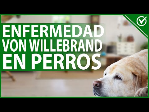 Video: ¿Qué suplementos ayudan a aliviar la artritis en los perros?