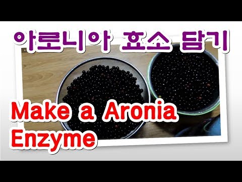 인생2막/아로니아 효소담기(Aronia Enzyme)