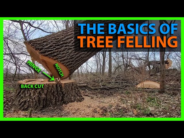 How To Cut Down a Tree & Choose Where it Falls Using the Notch