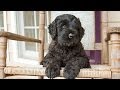 Too Cute Black Russian Terrier