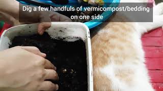 How to ADD WORM FOOD Vermicomposting Learning Kit by Happy Green Thumb How to ADD WORM FOOD Vermicomposting Learning Kit by Happy Green Thumb