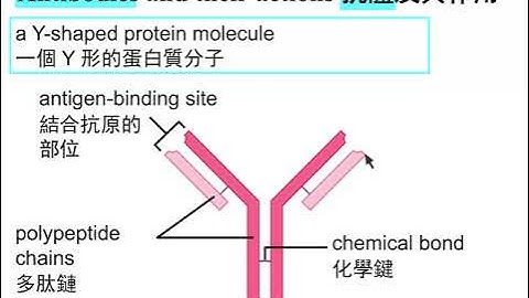 以下是有關初級體液性免疫反應的敘述請依據發生之先後正確排序:1.b細胞活化2.輔助性t細胞活化3.漿細胞分化與細胞複製4.分泌抗體5.第二類主要組織相