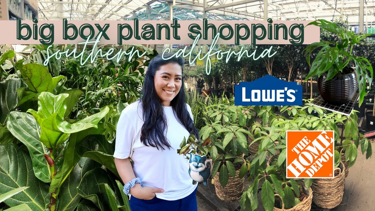 HOUSEPLANT SHOPPING at big box stores Lowes & Home Depot Southern