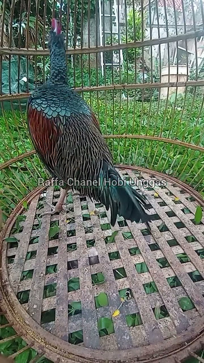 Koker, Ayam Hutan Hijau