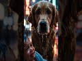Golden retriever's reaction to baby crying broke me #pets #emotional #viral