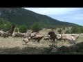 Vultures attacking  extreme animals  wildlife