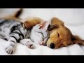 Top 10 Cats and Dogs best friends