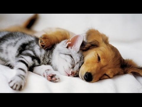 Image result for dogs and cats