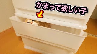 甘えん坊猫が作業の邪魔をしてきて困っています…