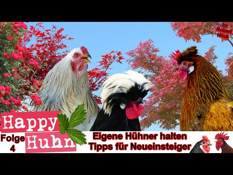 E4 Eigene Hühner halten - 10 Tipps für Neueinsteiger bei HAPPY HUHN - Hühnerhaltung für Anfänger