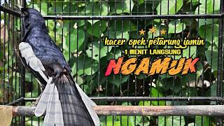 Suara Burung Kacer Bikin Lawan Emosi Gacor, Pancingan Kacer Agar Cepat Emosi Gacor