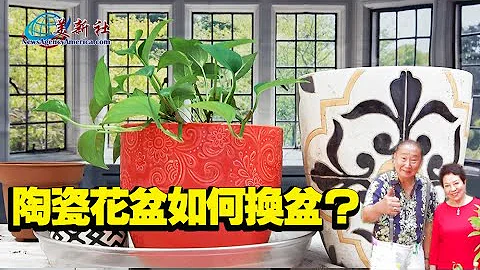 陶瓷花盆如何换盆？ - 天天要闻