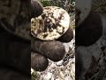 Kraliçe Mezarından Çıkan Milyonluk Define...!!!