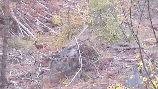 Doe With Her Fawns - Hunting 2022 by Timberline Mountain Life 227 views 4 months ago 3 minutes, 42 seconds