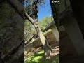 This is a old vid#fairy #fypシ #viral #cute