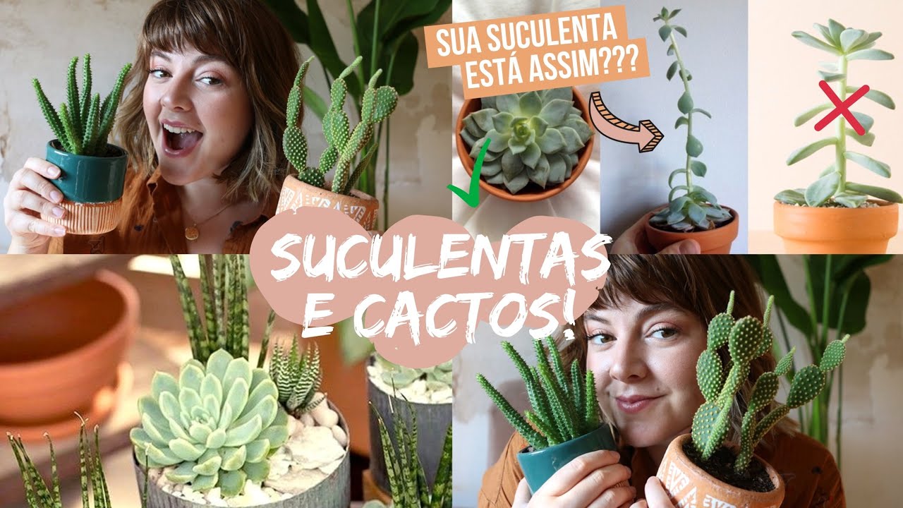Como CUIDAR de CACTOS e SUCULENTAS? Dicas que ninguém fala! 🌵 Como CUIDAR de CACTOS e SUCULENTAS? Dicas que ninguém fala! 🌵