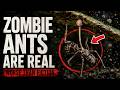 The Real ZOMBIE ANT Fungus Is Worse Than Fiction