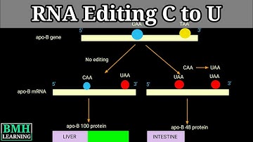 RNA Editing By Nucleotide Substitution | RNA Editing By Deamination | C To U RNA Editing |