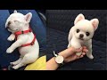 Baby Dogs - Cute and Funny Dog Videos Compilation #6 | Aww Animals