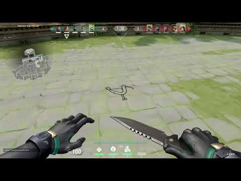 seagull shenanigans