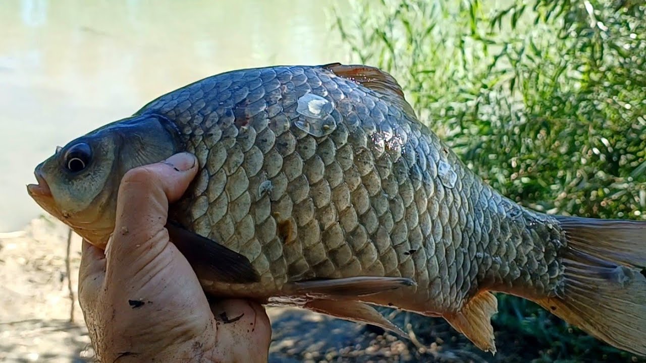 Fishing trip in the Danube Delta Romania 20.09.2025 / Pescuit pe canalul Dunăvăț Delta Dunarii