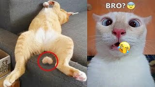 😂😂 Funniest Dogs and Cats 🐱😻 Funny Animal Moments 2024 #7