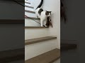 おもちゃ持参にゃんこ
