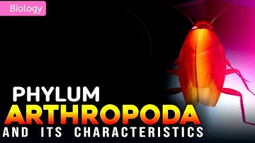 PHYLUM ARTHROPODA AND ITS CHARACTERISTICS || 3D ANIMATION ||