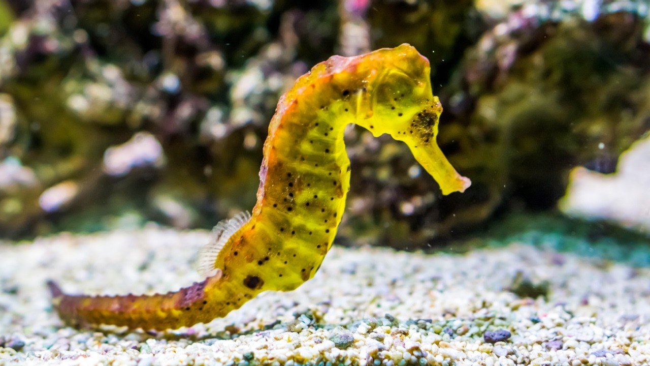 Watch Sleep Better in 10 Minutes 🐟 Calm Ocean & Underwater Coral Reef on YouTube Watch Sleep Better in 10 Minutes 🐟 Calm Ocean & Underwater Coral Reef on YouTube