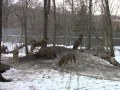 Red Wolf Pack Howling