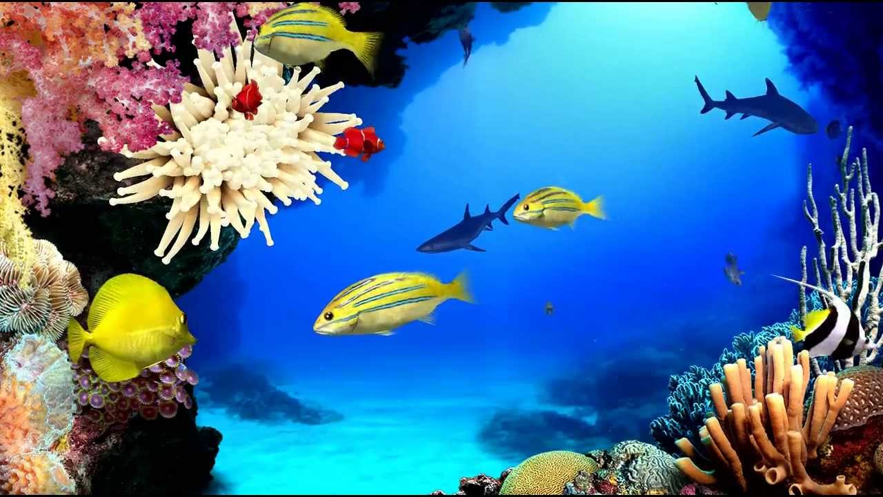 Aquarium Hd 1080p Download