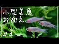 【アクアリウム】ミクロラスボラエリスロミクロンお迎え＆シェアハウス住民雑談/aquarium Danio erythromicron ＃4