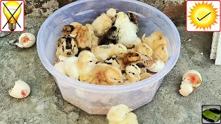 Genius Idea To hatch Chicks without Electricity and Egg Incubator