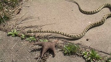Jaguar Coastal Carpet Python