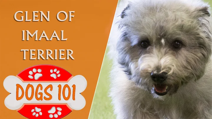 Dogs 101 - Glen Of Imaal Terrier - Top Dog Facts A...
