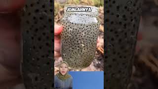 Download Lagu hobby unik! memelihara telur kodok di akuarium miliknya #hobby #unik #telurkodok #akuarium #short MP3 Download Lagu hobby unik! memelihara telur kodok di akuarium miliknya #hobby #unik #telurkodok #akuarium #short MP3