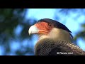 GAVIÃO CARCARÁ, AVES SILVESTRES, FAUNA BRASILEIRA