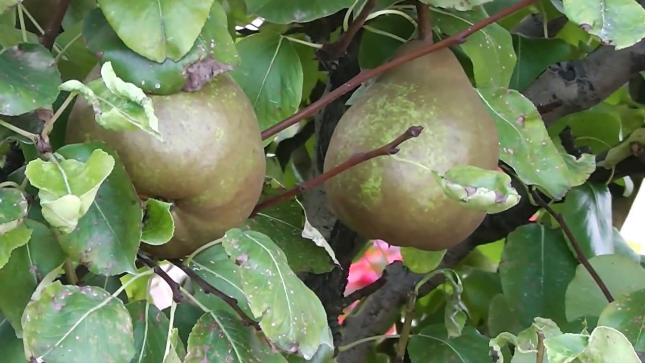 4. ФРАНЦИЯ  2015.  Анже ,замок Бриссак, сады Вилландри