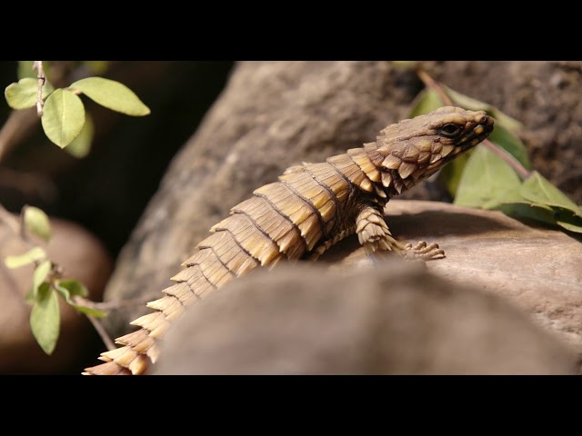 armadillo girdled lizard pet