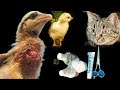 Chicken attacked by cat what to do   dr arshad