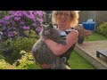 Adorable British Longhair kitten grows up to become huge cat の動画、YouTube動画。